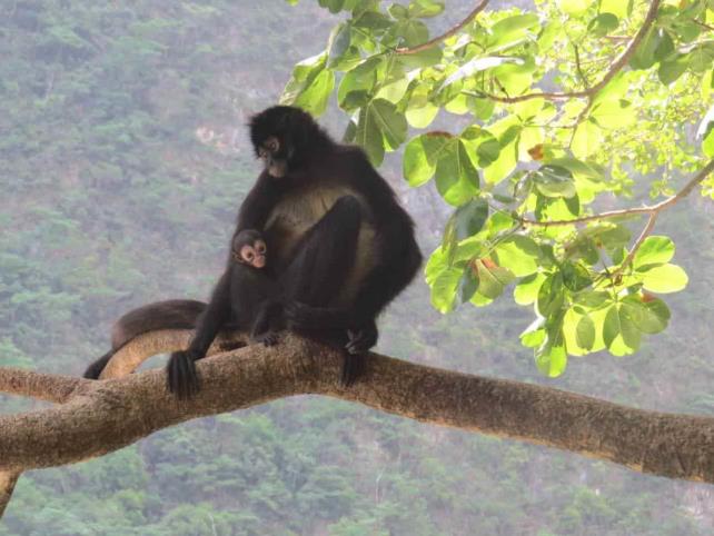 Nace mono araña en el Parque Cañón del Sumidero