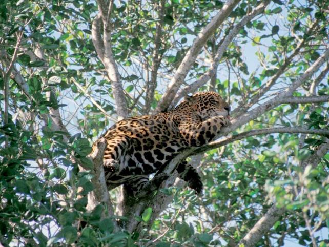 El jaguar, animal icónico de América