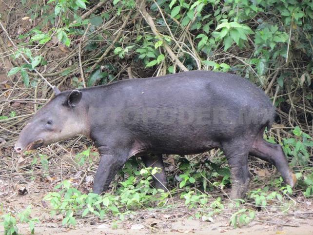 Tapir, la importancia del “jardinero de la selva”