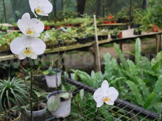 Producen 140 flores exóticas en la Sierra Madre