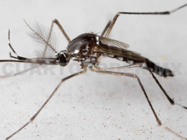Confirman primera muerte por dengue