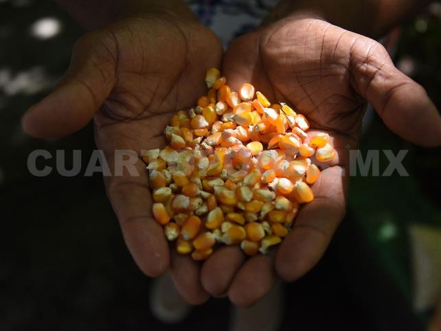 Cultivo de maíz como seguridad alimentaria