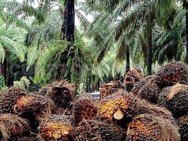 Piden frenar desprestigio contra cultivo de palma de aceite