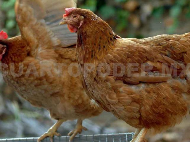 Continúa combate a la influenza aviar