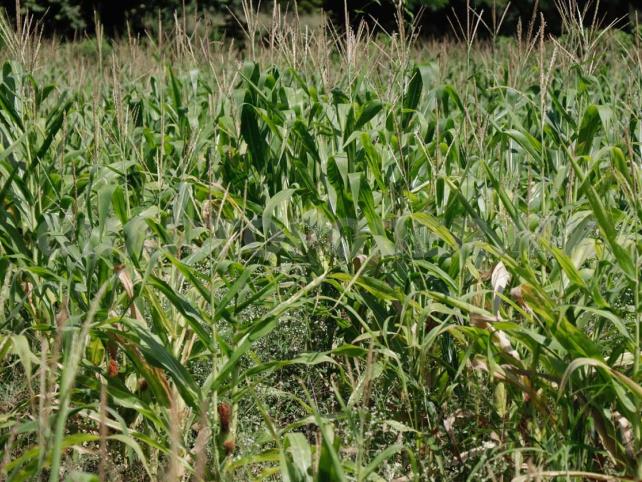 Piden negar permisos de siembra de maíz transgénico