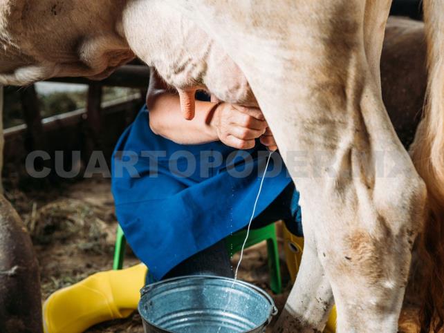Necesario fortalecer el sector lechero